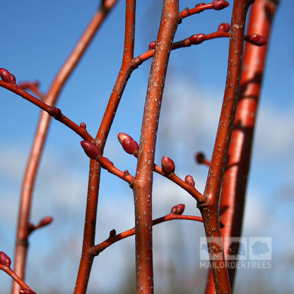 Close-up image of the red branches on a Tilia cordata - Small Leaved Lime Tree, decorated with tiny buds, set against a vibrant blue sky.