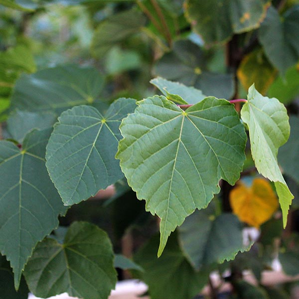 Close-up of prominent green leaves with visible veins and serrated edges on the Tilia cordata - Small Leaved Lime Tree.