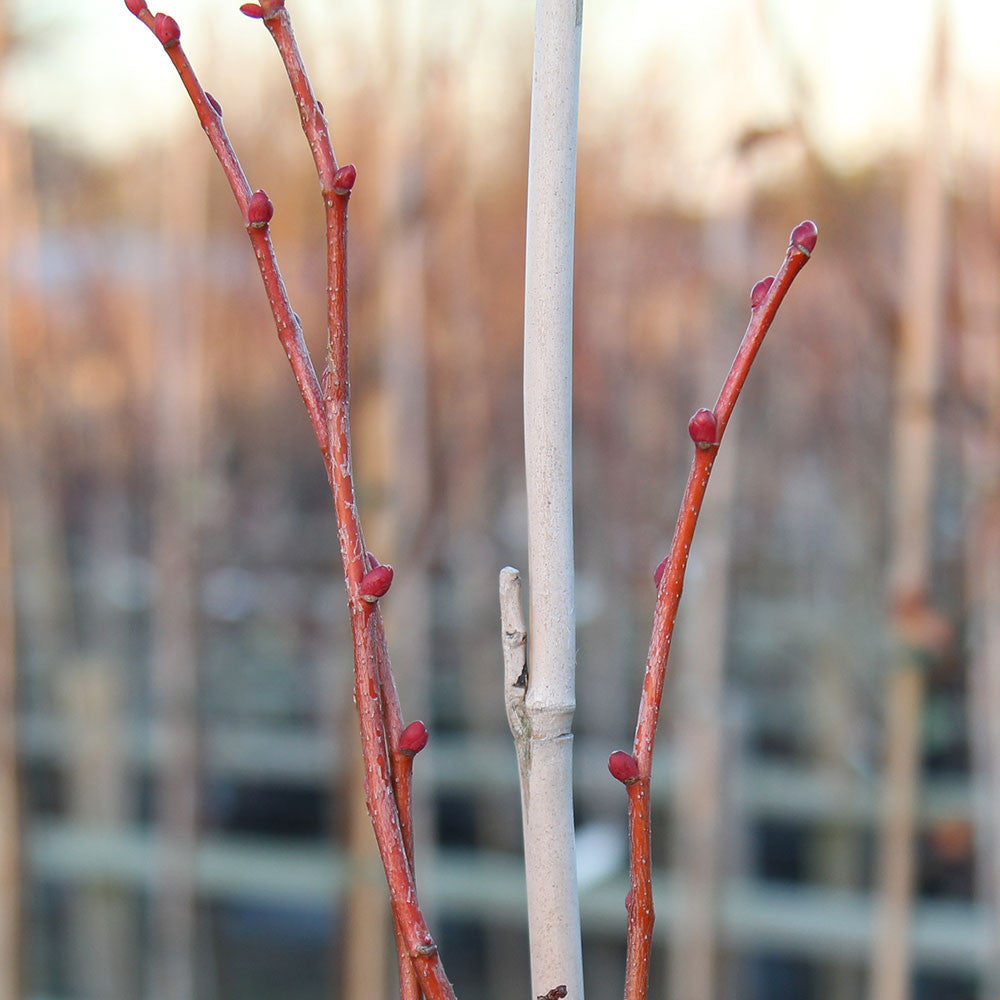 Tilia Winter Orange - Buds