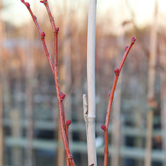 Tilia cordata Winter Orange - Small Leaved Lime Tree