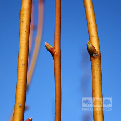 Tilia euchlora - Buds