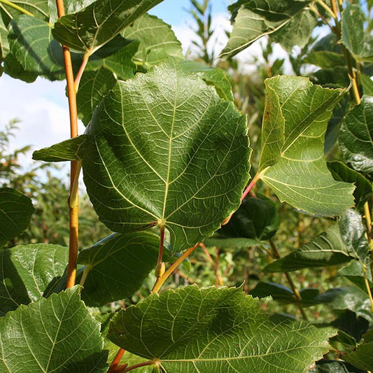 Tilia euchlora - Caucasian Lime Tree