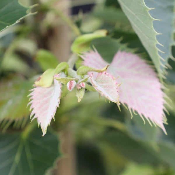 Tilia henryana - New Growth