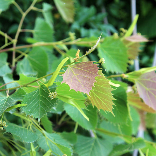 Tilia henryana - Henry's Lime Tree