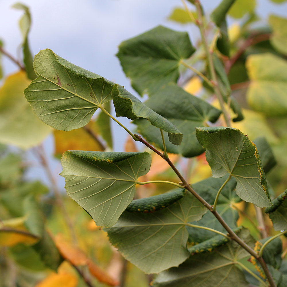 Tilia petiolaris - Foliage