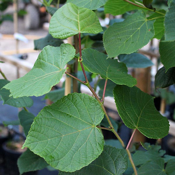 Tilia platyphyllos - Foliage