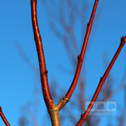 Tilia platyphyllos - Stems