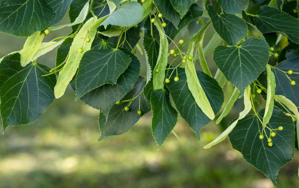 Tilia: A Tree of Serenity and Sweetness.