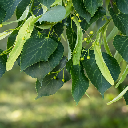 Tilia Platyphyllos