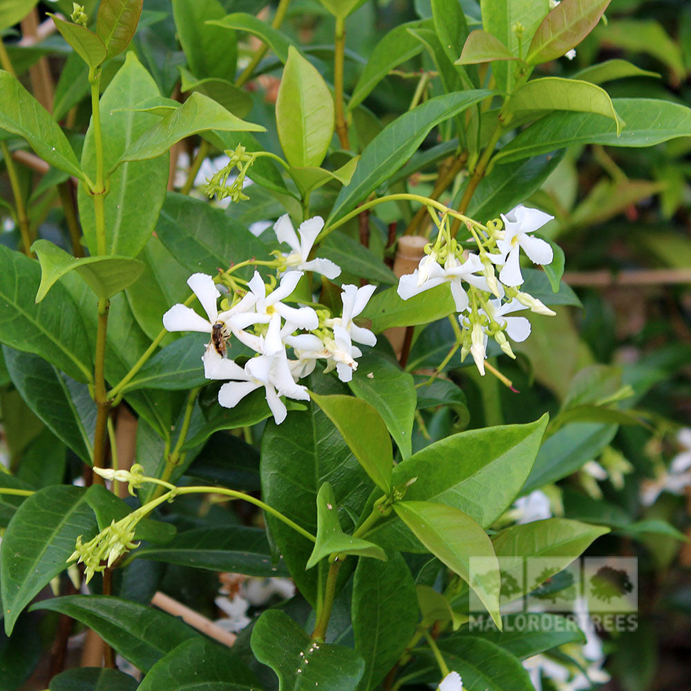 White flowers with narrow petals and a bee on one bloom, surrounded by glossy green leaves of the Trachelospermum Jasminoides - Star Jasmine, an alluring evergreen climber.