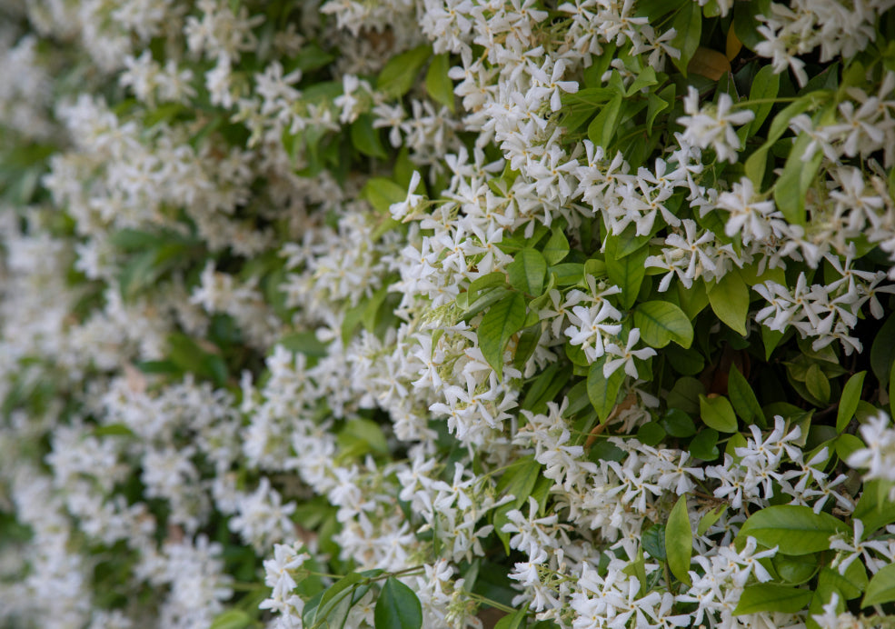 A dense cluster of white star-shaped jasmine flowers with green leaves.