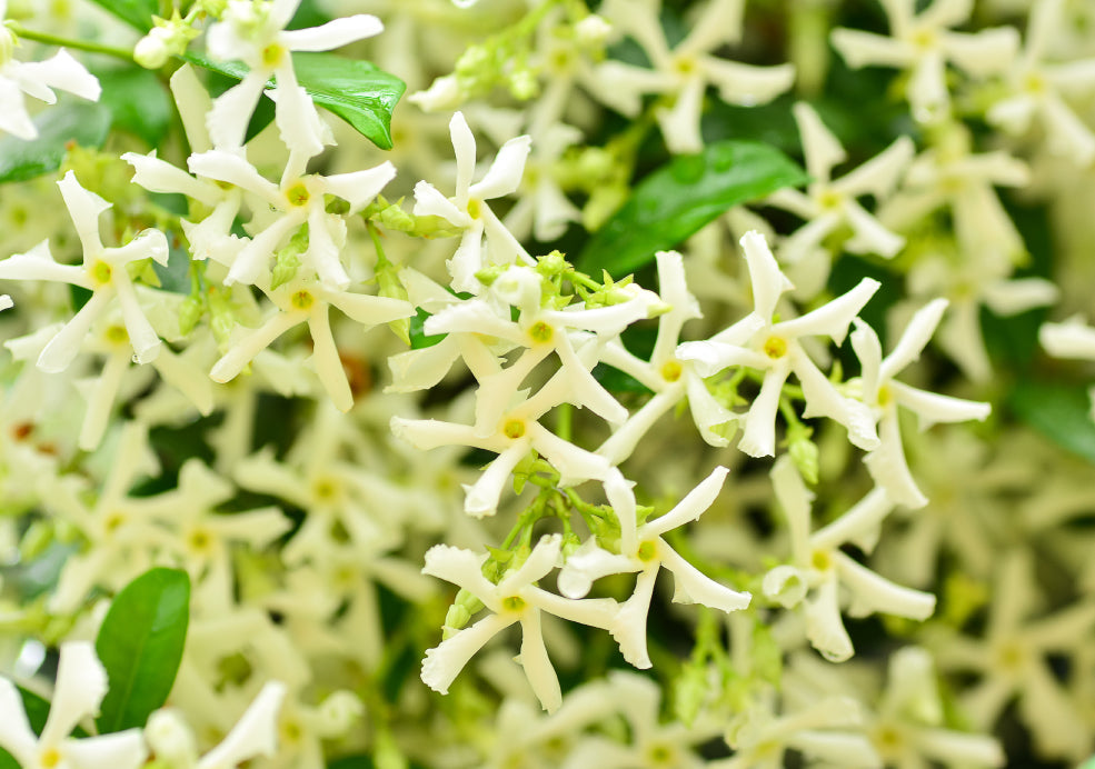 Close-up of blooming star jasmine flowers with white petals and green leaves in the background.