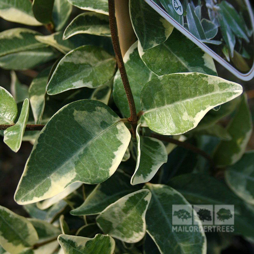 Close-up of Trachelospermum jasminoides Variegatum leaves, featuring green and white variegation, with a logo in the bottom right corner.