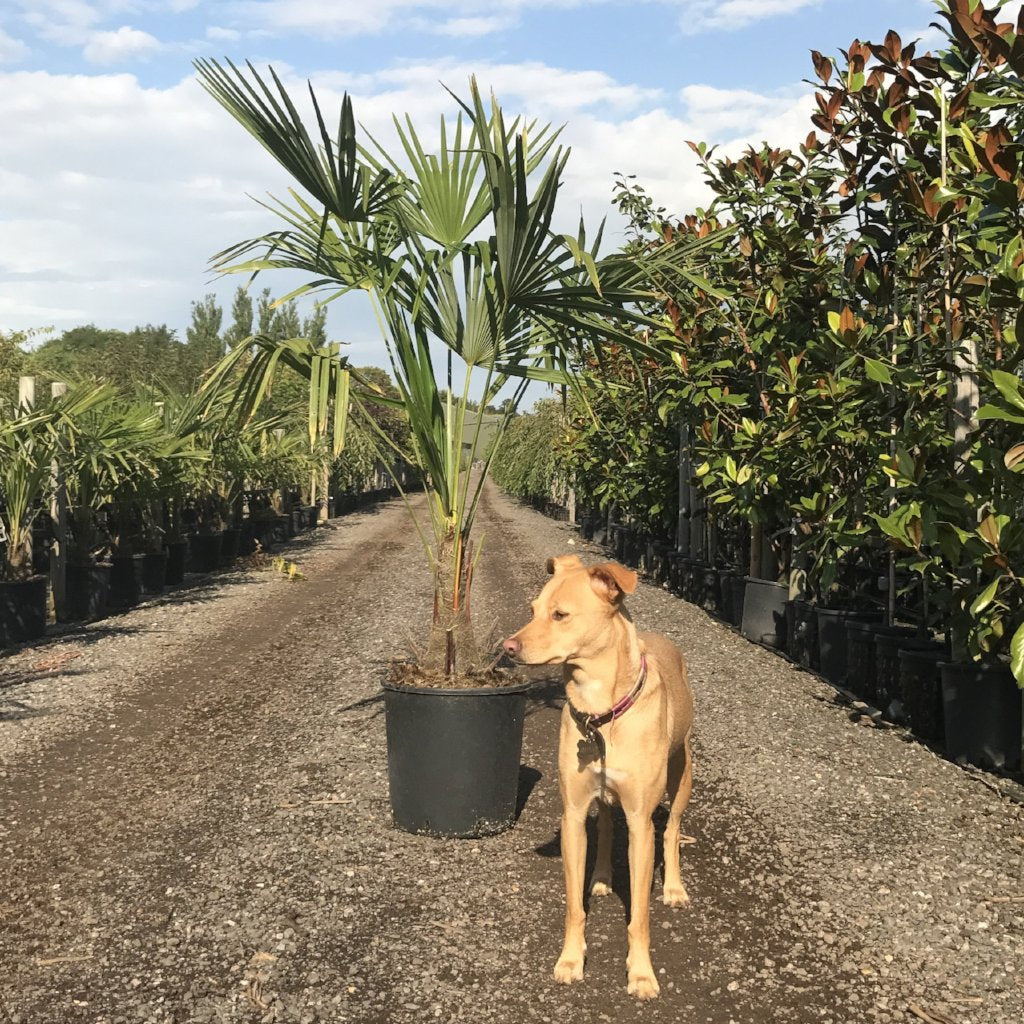 Trachycarpus fortunei