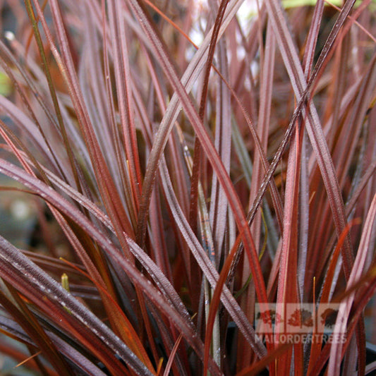 Close-up of the Uncinia rubra - Red Hook Sedges red-brown spiky, grass-like foliage featuring thin, sharp leaves against a beautifully blurred background.