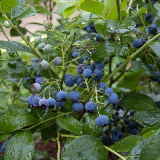 Close-up of a Vaccinium Bluecrop blueberry plant showcasing ripe, blue berries and lush green leaves adorned with raindrops. The bountiful fruit is a testament to successful cross-pollination.