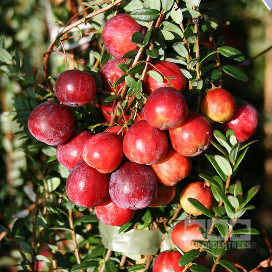 A cluster of red berries from the Vaccinium Early Black - Early Black Cranberry Plant dangles from the vine, their vibrant hue contrasting with lush green leaves in the sunlight, all thriving in acidic soil.