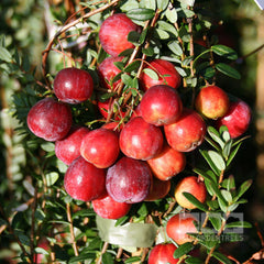 Vaccinium Early Black - Early Black Cranberry Plant