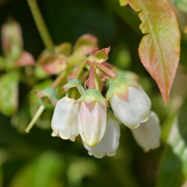 Close-up of delicate white flowers, resembling those that thrive on the Vaccinium Goldtraube - Goldtraube Blueberry Plant, with green and pink hues adorning a stem against a softly focused backdrop of green and yellow foliage.