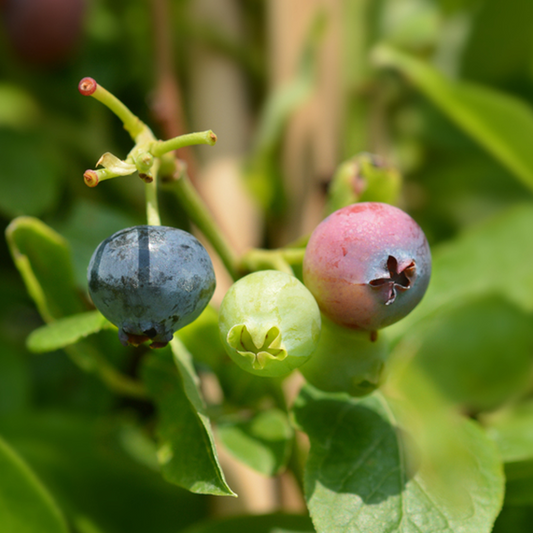 Close-up of a Vaccinium Goldtraube - Goldtraube Blueberry Plant with three berries at different ripeness stages: green, pink, and blue, nestled among vibrant green leaves.