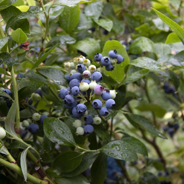 The Vaccinium Patriot - Patriot Blueberry Plant displays clusters of unripe white berries and blueberries, nestled among green leaves and glistening with raindrops. Renowned for their high yields, these plants thrive from cross-pollination, promoting vibrant growth in any garden setting.