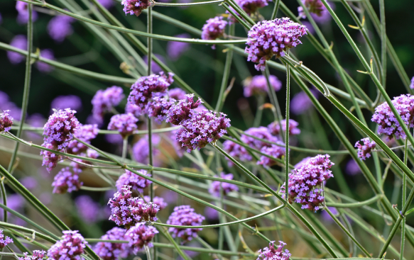 Hardy, Long-Blooming, and Perfect for Sunny Spots.