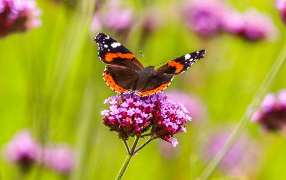 Long-Lasting Colour and Pollinator Appeal.