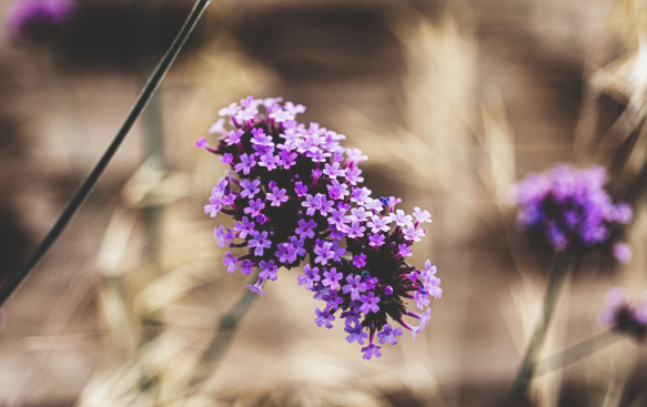 Verbena: A Light and Airy Beauty with Striking Blooms.