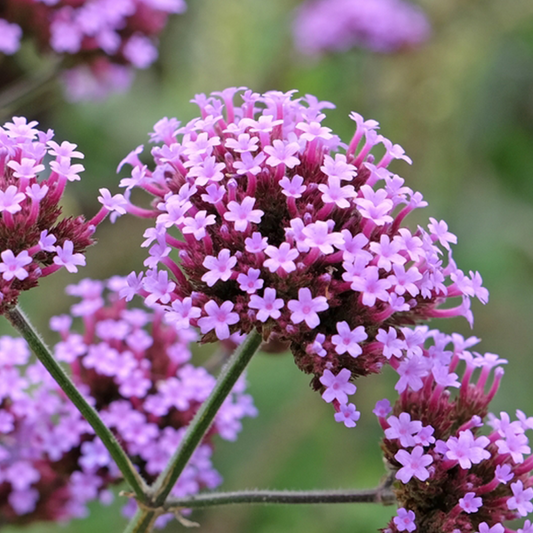 Verbena bonariensis