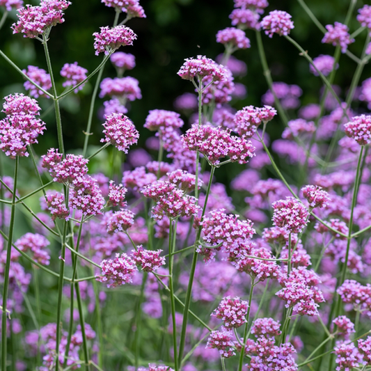 Verbena bonariensis