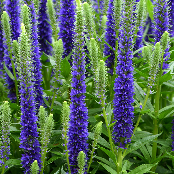 Veronica spicata 'Ulster Dwarf Blue'