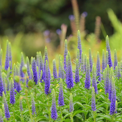 The Veronica spicata 'Ulster Dwarf Blue', a compact perennial, showcases vibrant purple and green flower spikes standing in a garden against a blurred green backdrop.