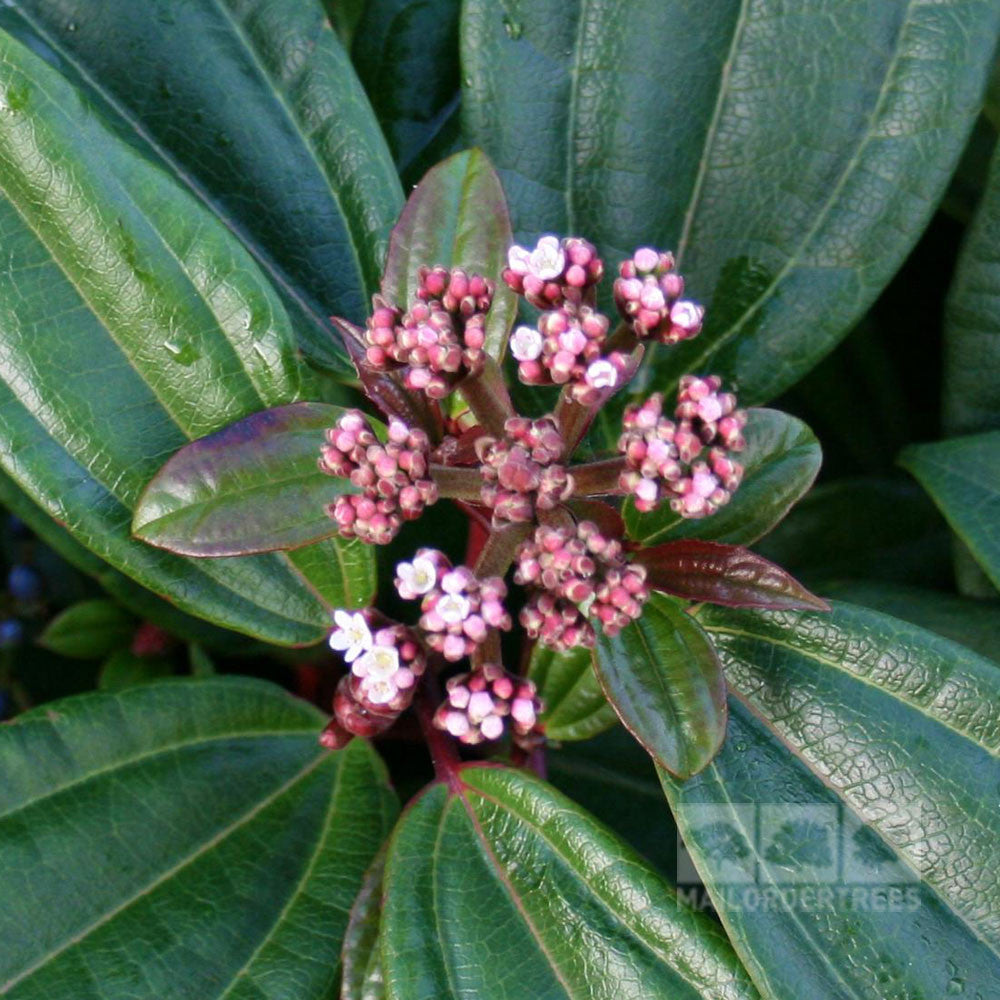 Close-up of pink and white buds on a Viburnum Davidii - Viburnum, an evergreen shrub, with large glossy green leaves.