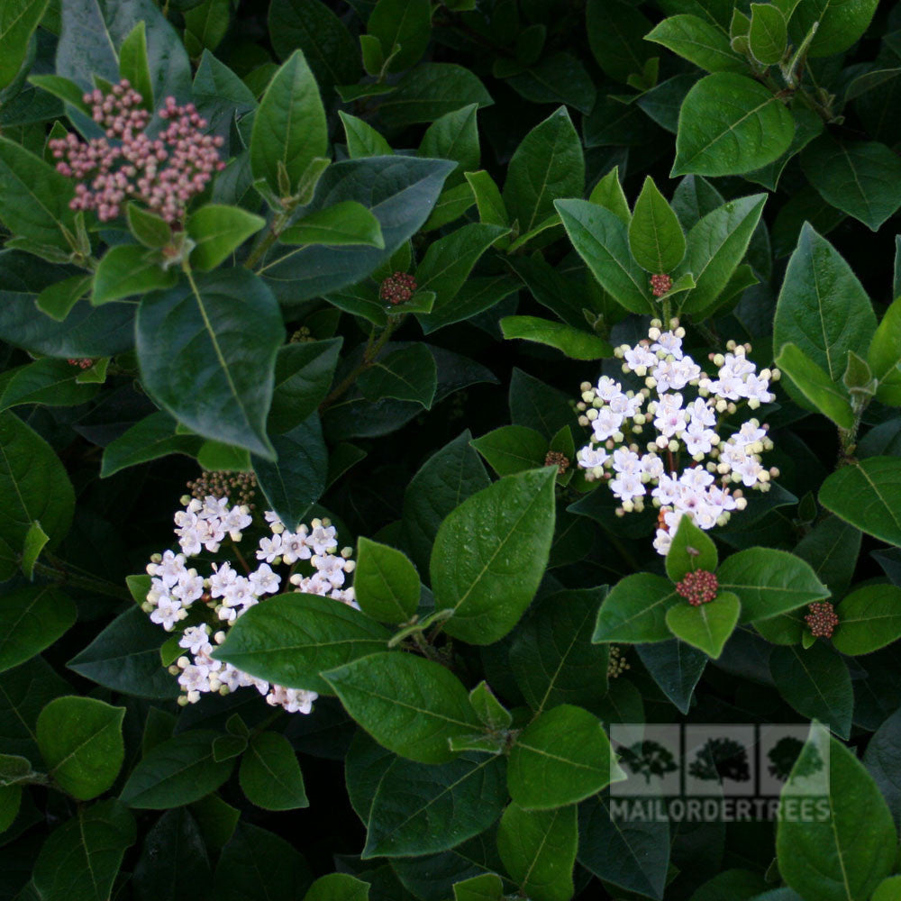 Clusters of Viburnum French White flowers bloom beautifully, surrounded by dark green foliage, creating a vibrant display.