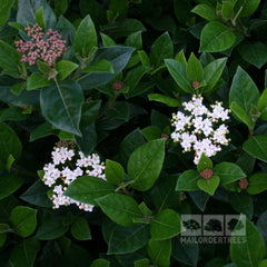 Viburnum French White - Viburnum