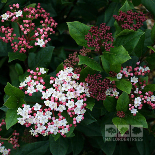 The Viburnum Gwenllian - Viburnum is a winter-flowering shrub that showcases clusters of small pink and white flowers encircled by dark green leaves, often producing striking blue-black berries.