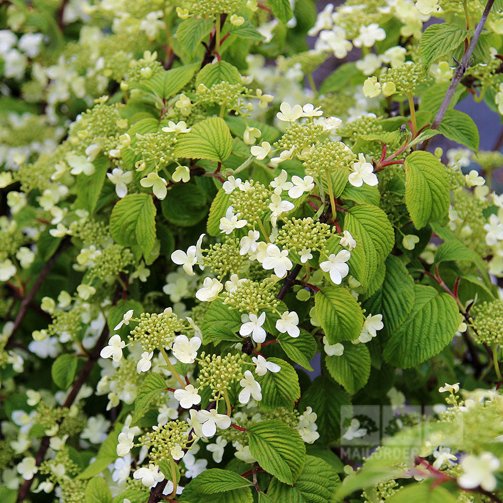 The Viburnum Mariesii, also known as the Japanese Snowball Bush, is a lush deciduous shrub featuring clusters of small white flowers and vibrant green leaves, embodying the elegance of Viburnum plicatum.