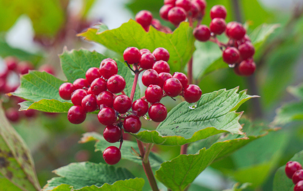 A Haven for Pollinators and Birds.