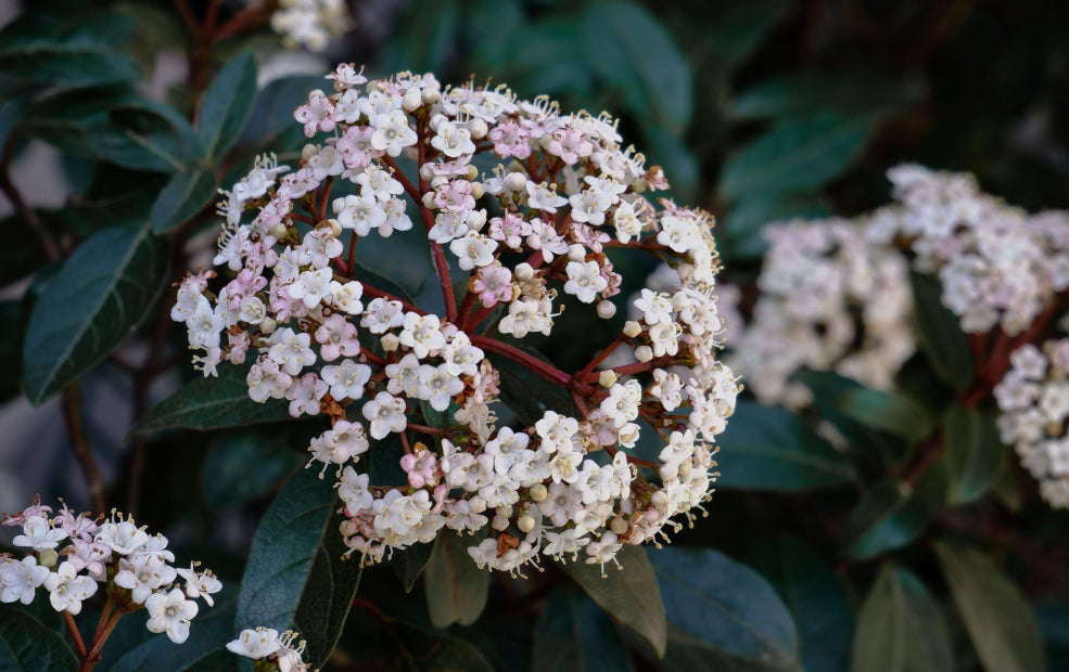 Viburnum: A Versatile Beauty for Every Season.