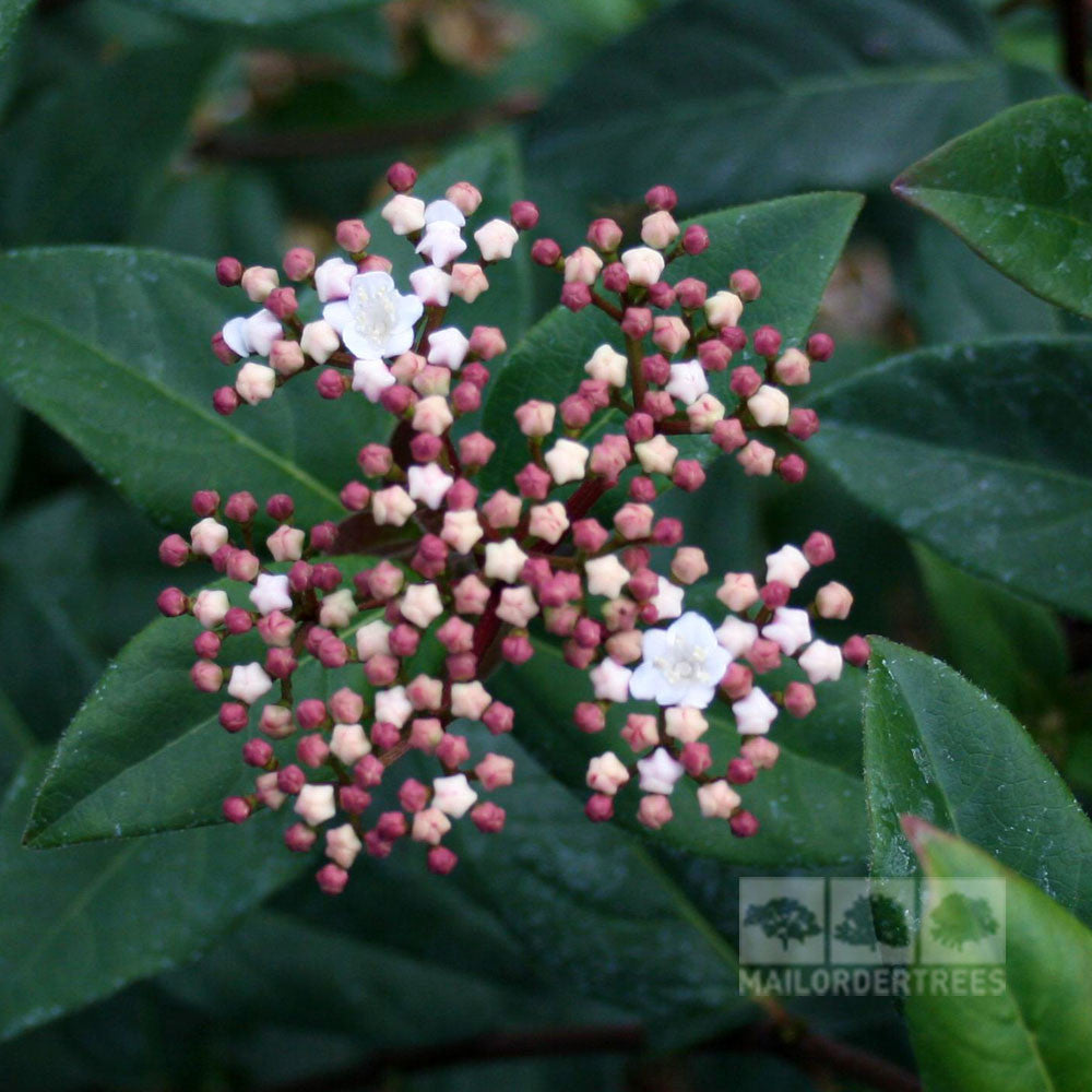 Close-up of Viburnum Purpureum with clusters of small, unopened reddish buds and a few delicate white blooms, all framed by dark green leaves.