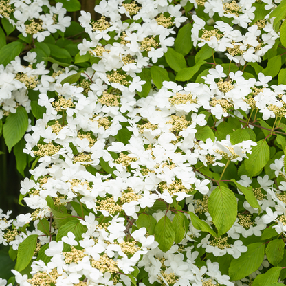 The flowering season of the Viburnum Summer Snowflake - Japanese Snowball Bush is marked by dense clusters of white blooms against vibrant green leaves.