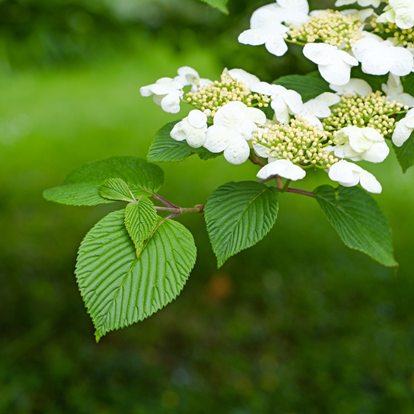 A Viburnum Summer Snowflake, also known as the Japanese Snowball Bush, features broad green leaves and white flower clusters against a soft green backdrop, capturing the essence of blooming season.