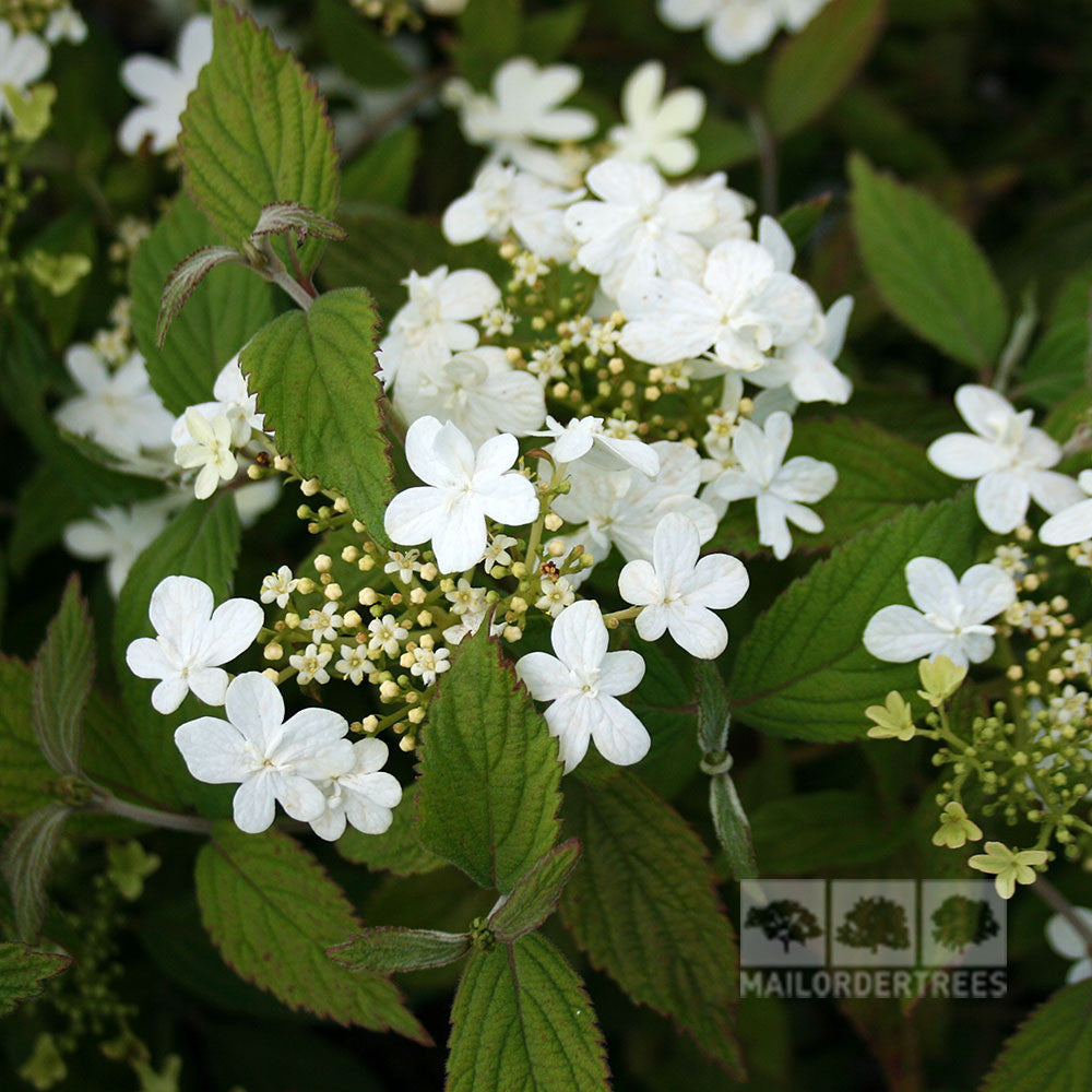 Clusters of small blooms, with white lacecap flowers and green leaves, capture the essence of Viburnum Watanabe - Japanese Snowball. A MAILORDERTREES logo appears in the corner.