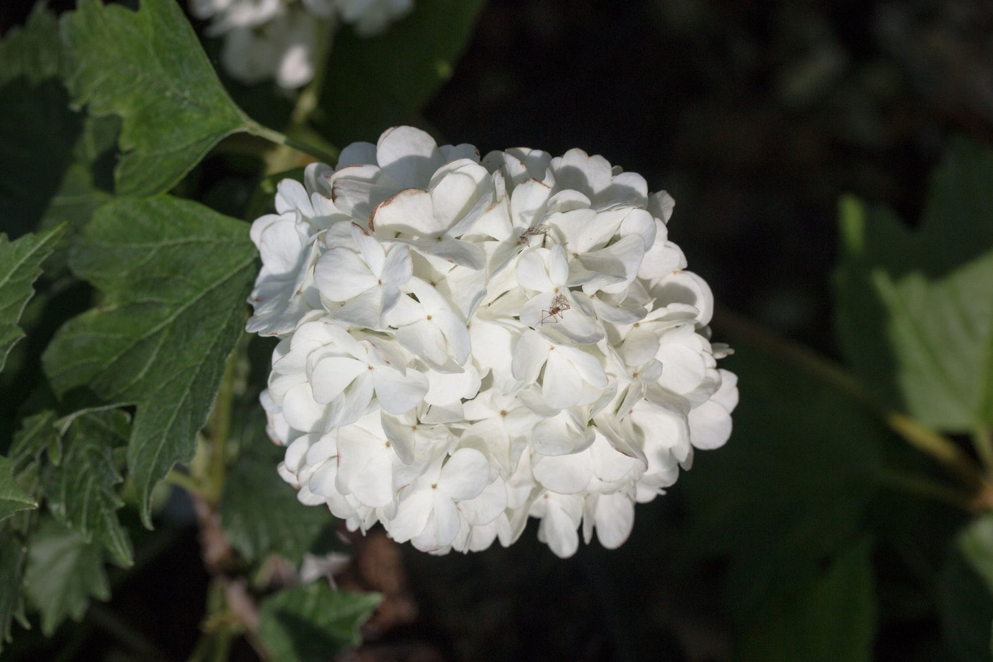 The Viburnum opulus Roseum, commonly known as the Snowball Tree, showcases clusters of white hydrangea-like flowers elegantly framed by lush green leaves.