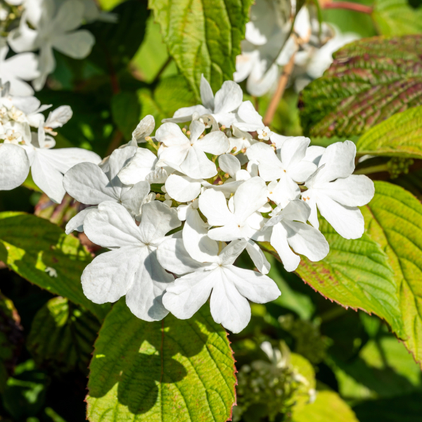 White lacecap-like flowers with green leaves bask in the sunlight, highlighting the attractive spreading habit of Viburnum plicatum tom. Shasta - Viburnum.