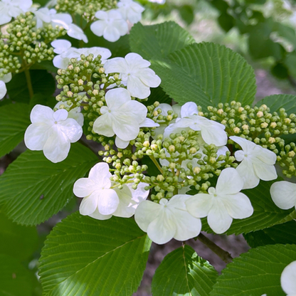 Close-up of a Viburnum plicatum tom. Shasta with lacecap-like white flowers and green leaves, highlighting its attractive spreading habit.