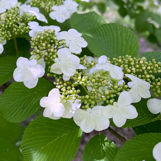 Viburnum plicatum tom. Shasta - Viburnum