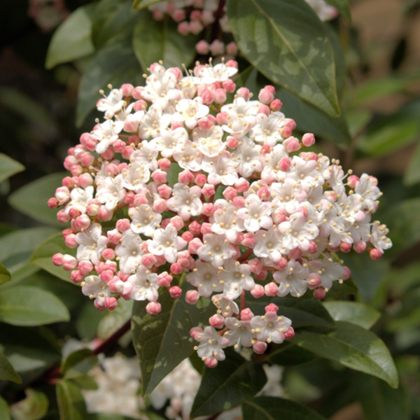 Close-up of small white and pink flowers with green leaves, similar to the delicate blooms on Viburnum tinus Spirit - Viburnum.