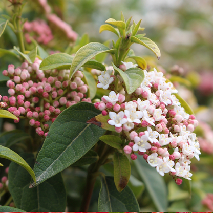 A close-up of Viburnum tinus Spirit reveals clusters of small white and pink blossoms nestled among lush green leaves.