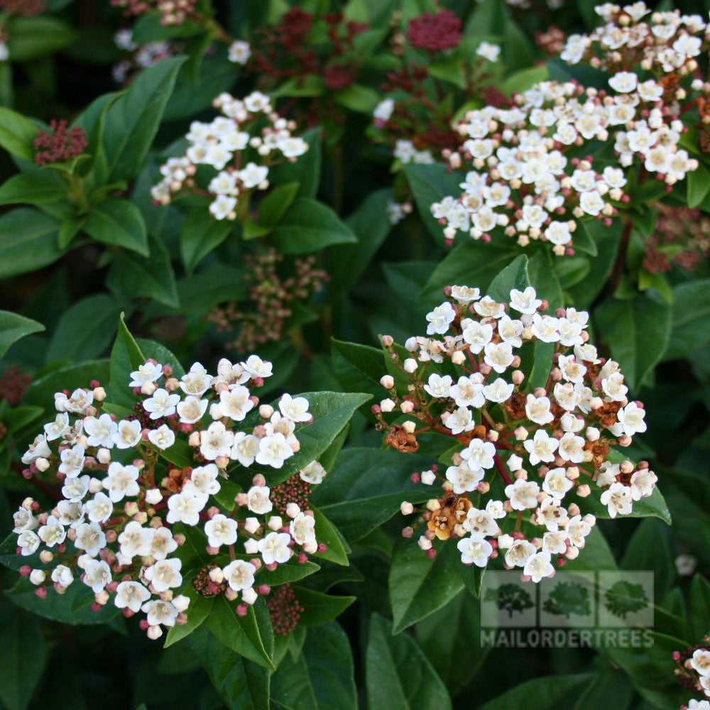 Clusters of small white Viburnum tinus flowers with green leaves, sometimes yielding dark blue-black fruit, feature the Mail Order Trees logo in the corner.